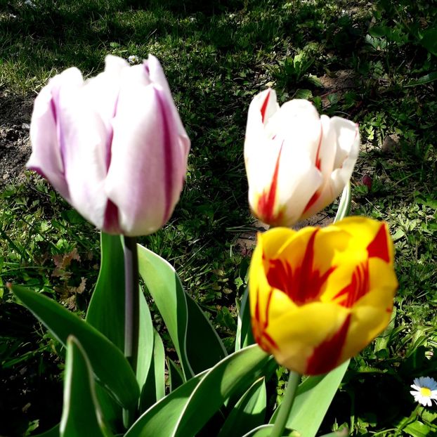  - AAAA_LALELE 2019_2020_2022_2023