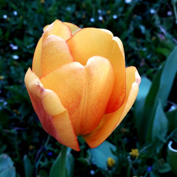  - AAAA_LALELE 2019_2020_2022_2023