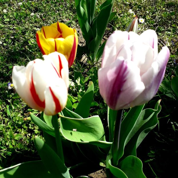  - AAAA_LALELE 2019_2020_2022_2023