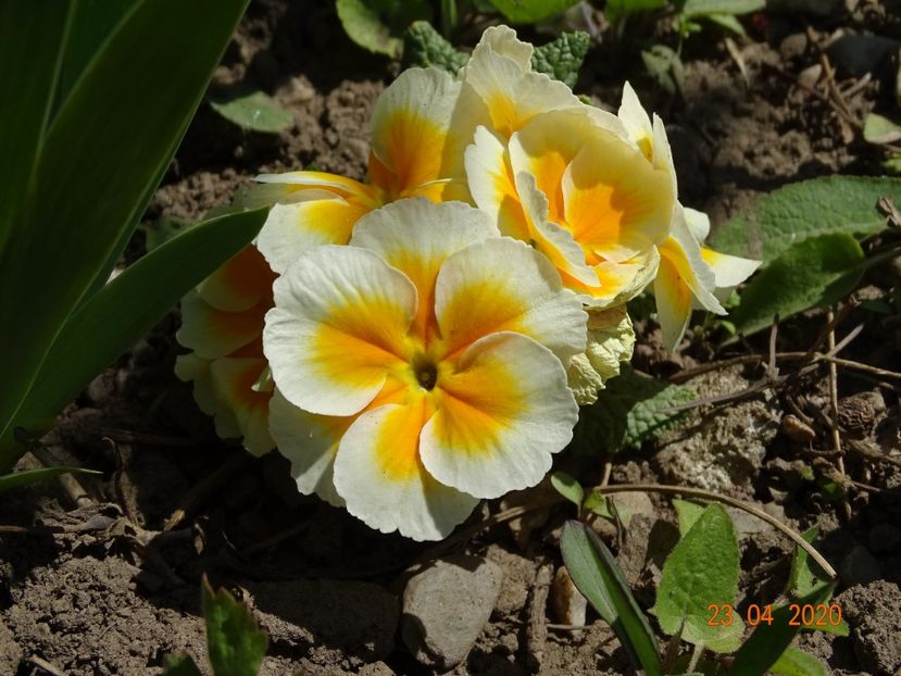 primula acaulis - Primule 2020