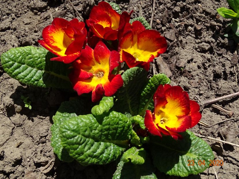 primula acaulis - Primule 2020