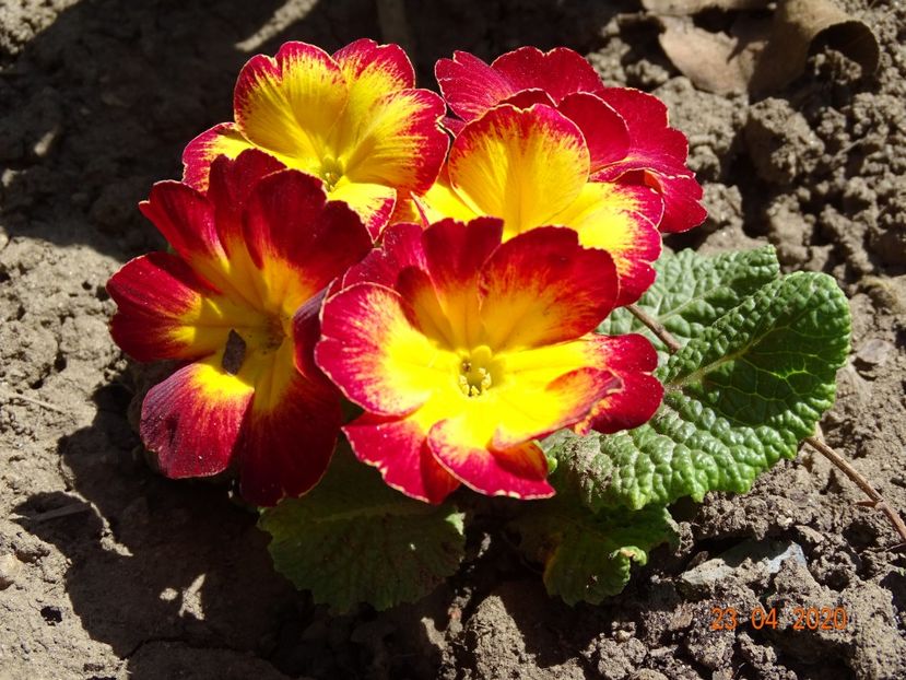 primula acaulis - Primule 2020