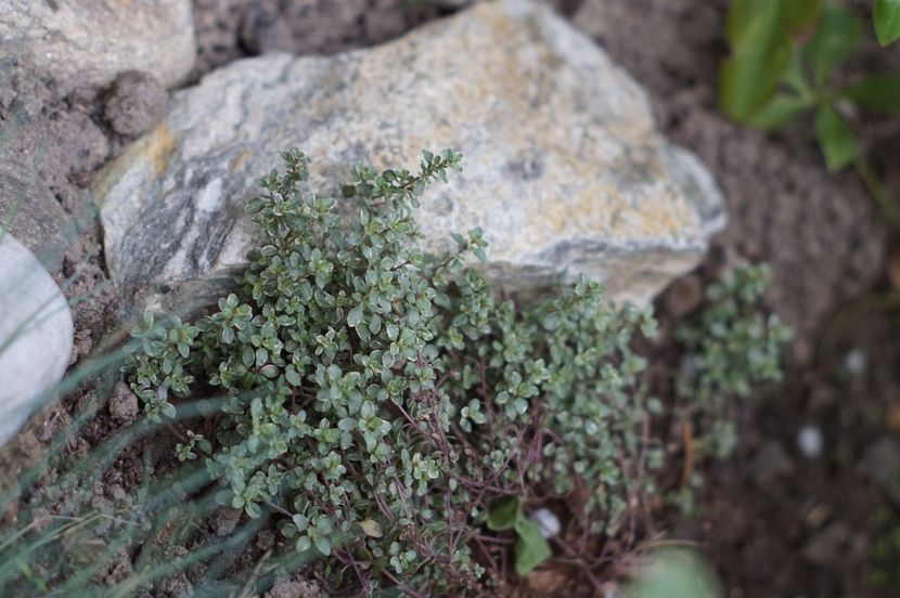  - APRILIE 2019- APRILIE 2020