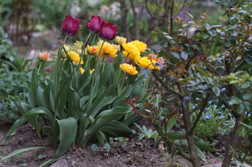  - APRILIE 2019- APRILIE 2020