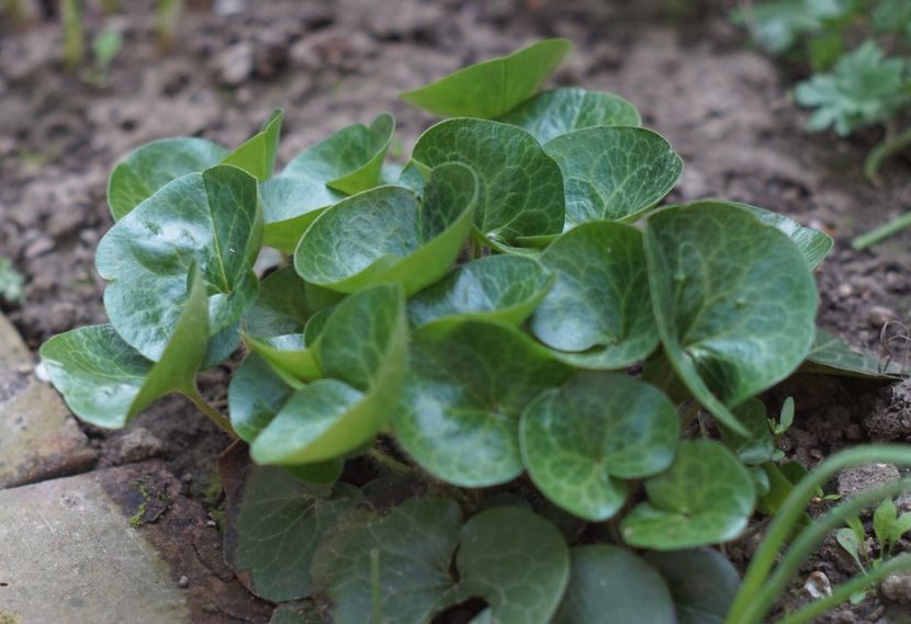  - APRILIE 2019- APRILIE 2020