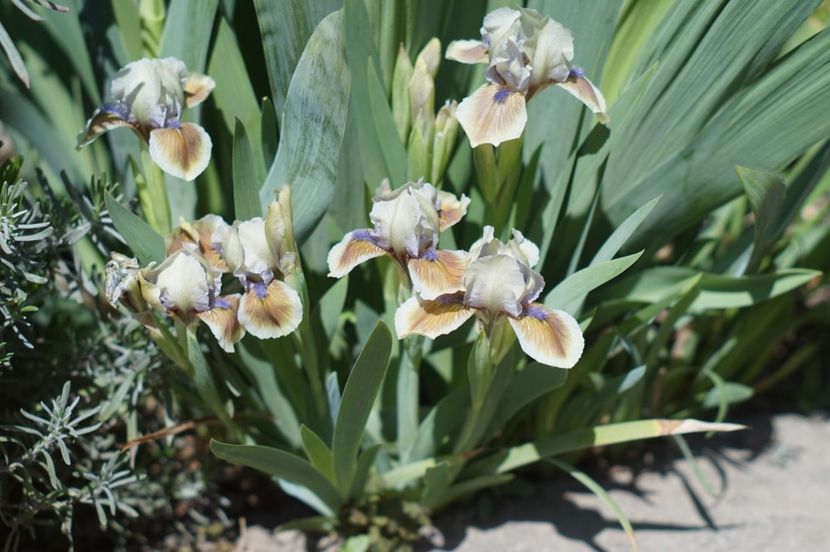  - APRILIE 2019- APRILIE 2020