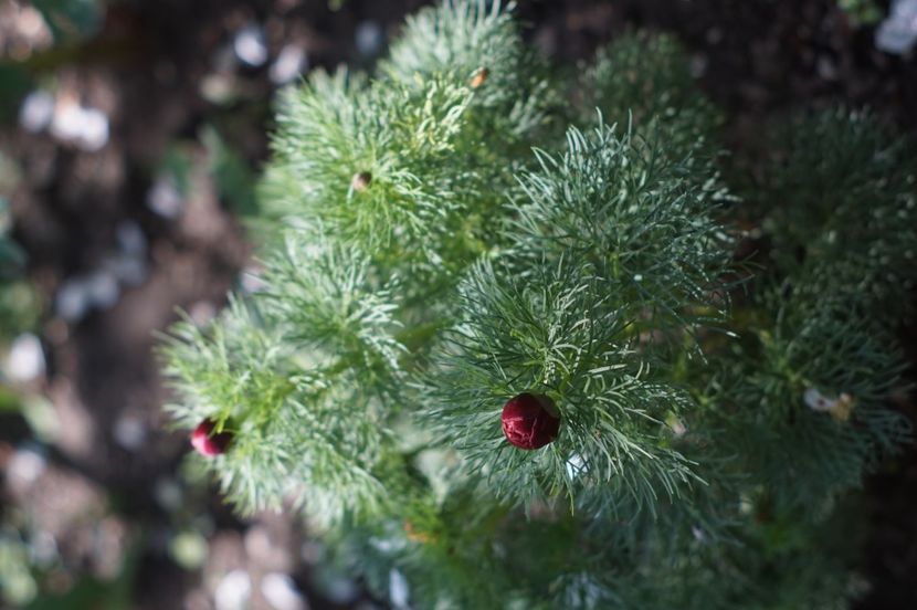  - APRILIE 2019- APRILIE 2020