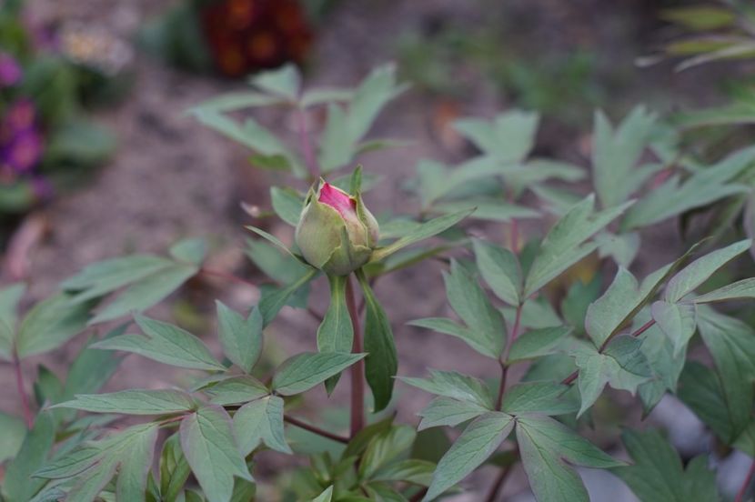  - APRILIE 2019- APRILIE 2020