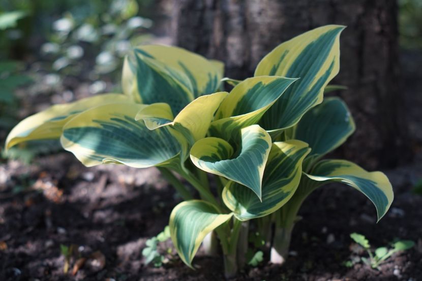  - APRILIE 2019- APRILIE 2020