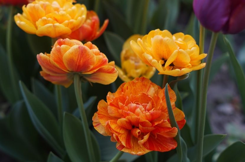  - APRILIE 2019- APRILIE 2020