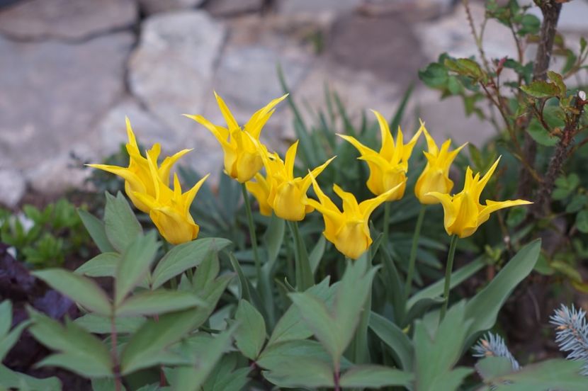  - APRILIE 2019- APRILIE 2020