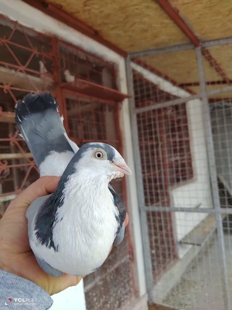 Printul - Masculi preferați