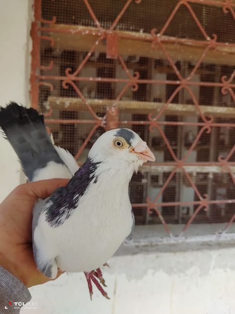 007 - Masculi preferați