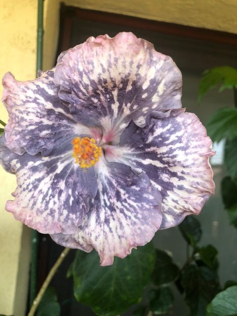 Moorea Teanihei - 35 LEI - lastari rezervati A