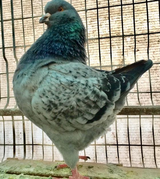 E36CD996-FE06-4E09-A1BF-4245925CDC12 - king