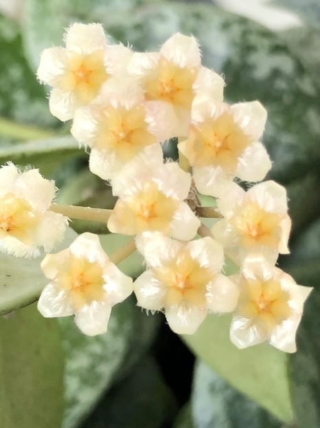 522CBB02-A953-47E5-A58B-4D3D878FE330 - Lacunosa cv Eskimo