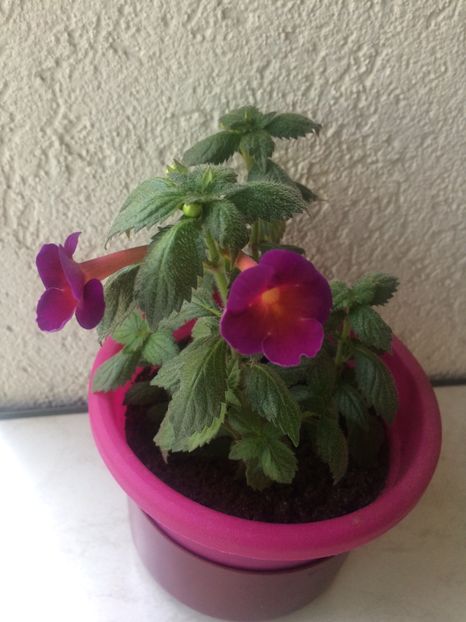 24.04.2020-BriD’s Maria - Achimenes 2020