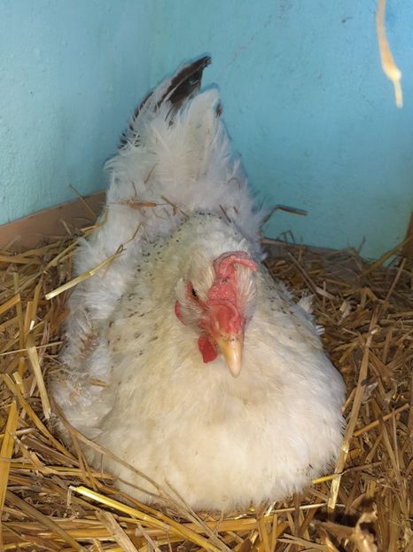 27.04.2020 - 5Closti