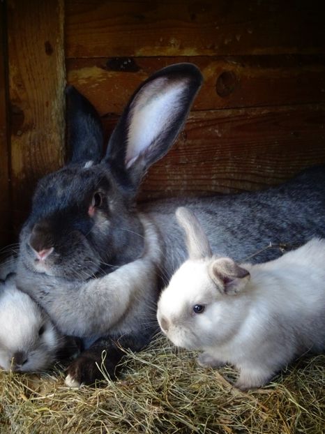  - Patakmenti-Hóstát kis gazdaság