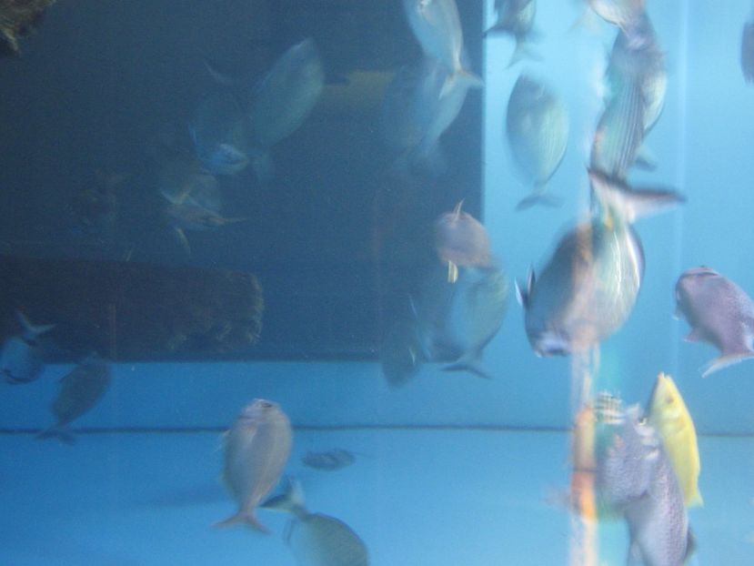 Picture 13076 - Barcelona Alex-John