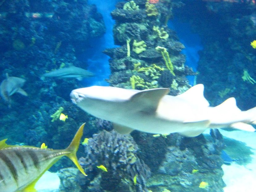 Picture 13473 - Barcelona Alex-John