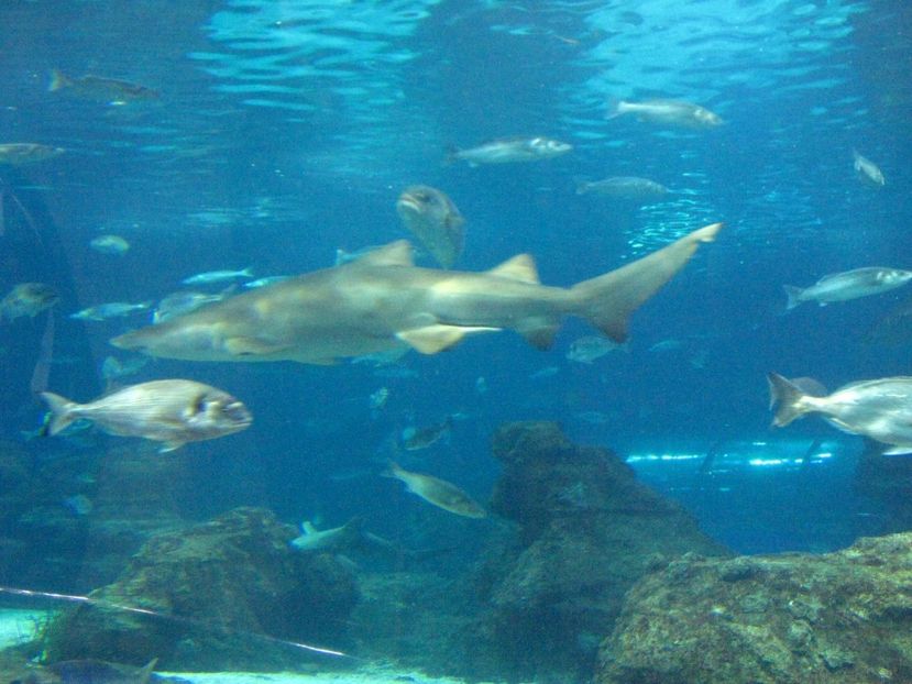 Picture 13500 - Barcelona Alex-John