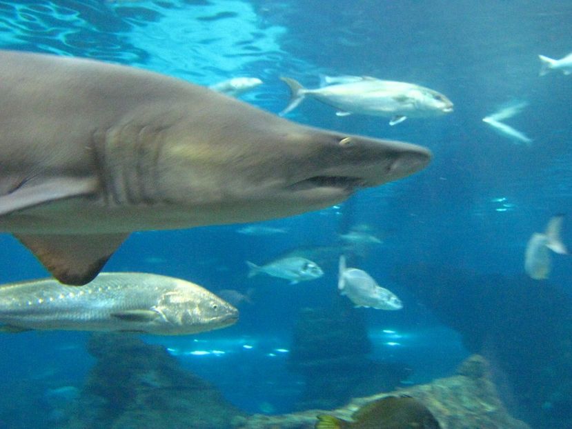 Picture 13501 - Barcelona Alex-John