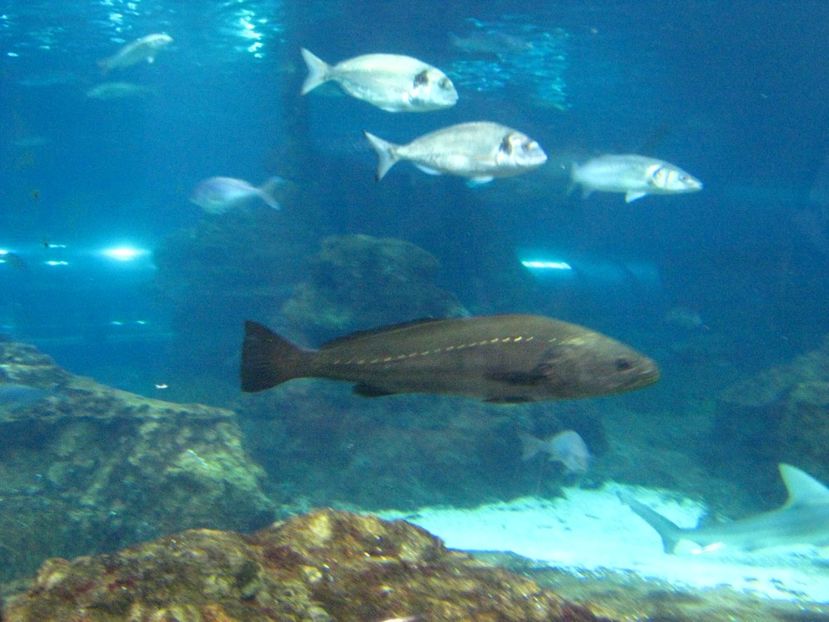 Picture 13505 - Barcelona Alex-John