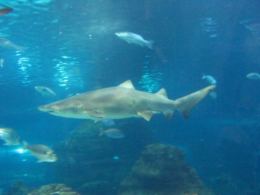 Picture 13506 - Barcelona Alex-John