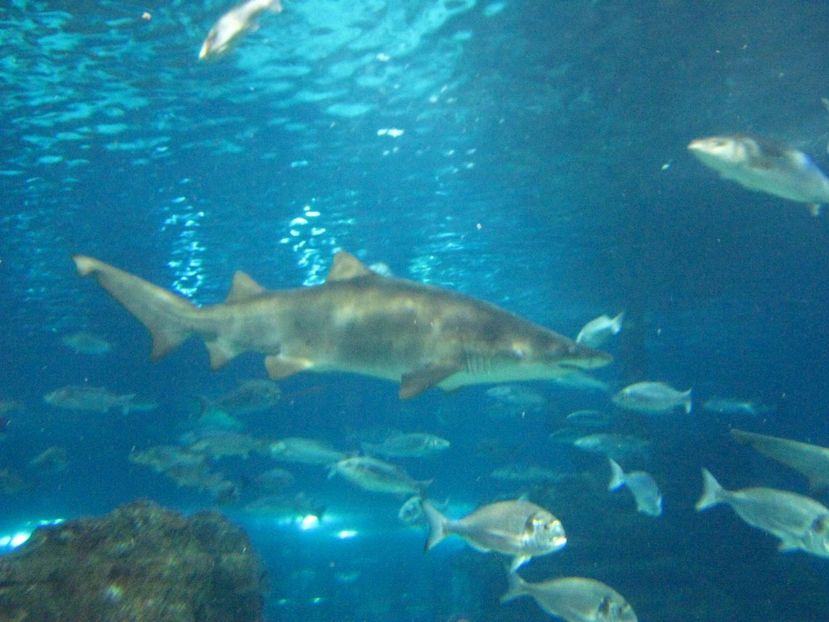 Picture 13507 - Barcelona Alex-John