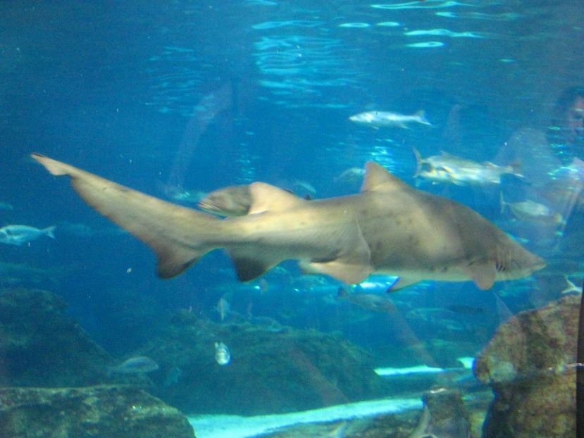 Picture 13509 - Barcelona Alex-John