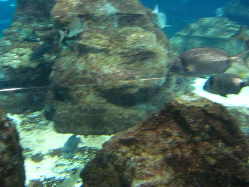 Picture 13510 - Barcelona Alex-John