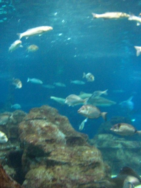 Picture 13511 - Barcelona Alex-John