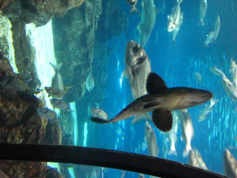 Picture 13512 - Barcelona Alex-John