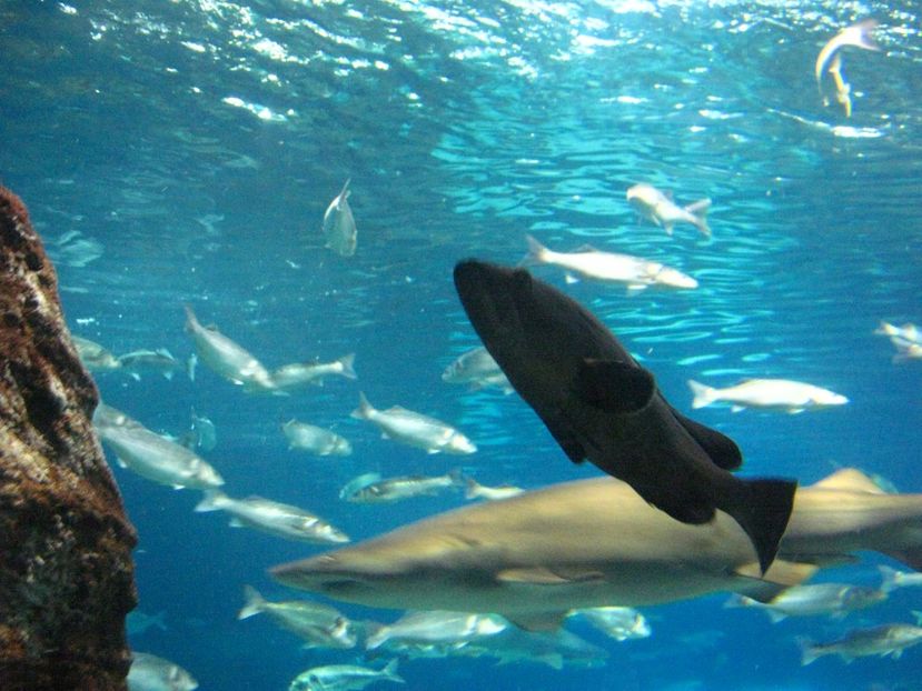 Picture 13513 - Barcelona Alex-John