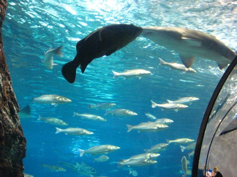 Picture 13514 - Barcelona Alex-John