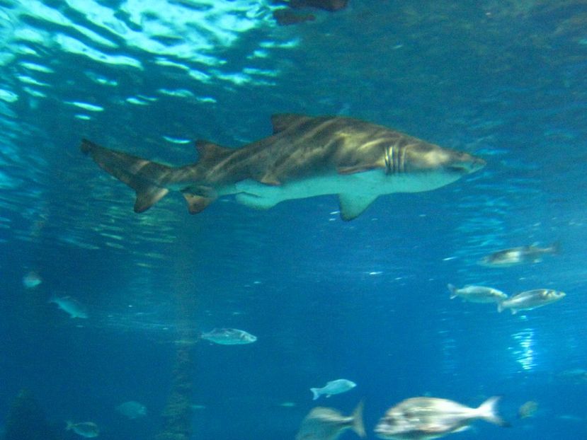 Picture 13516 - Barcelona Alex-John