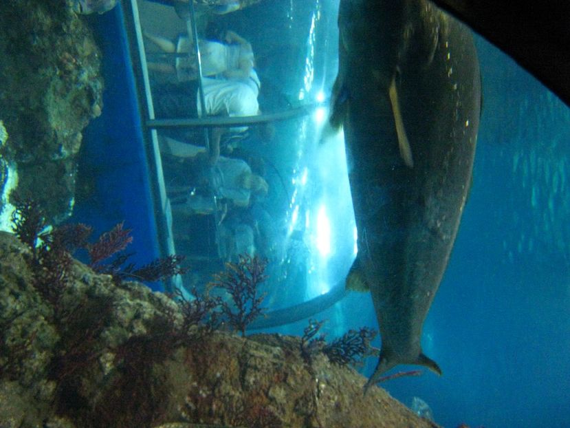 Picture 13520 - Barcelona Alex-John 2