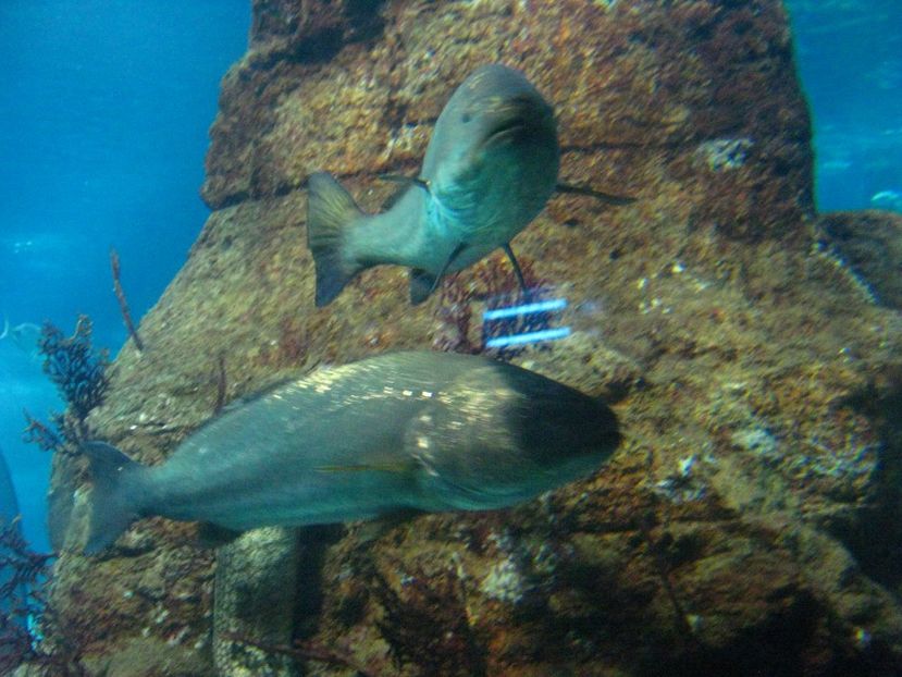 Picture 13522 - Barcelona Alex-John 2