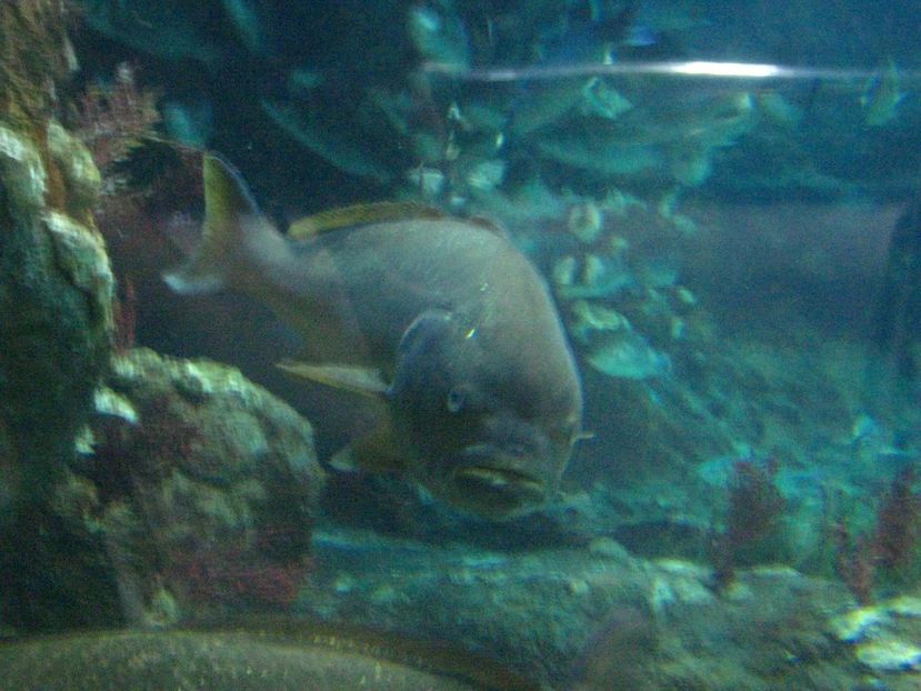 Picture 13534 - Barcelona Alex-John 2