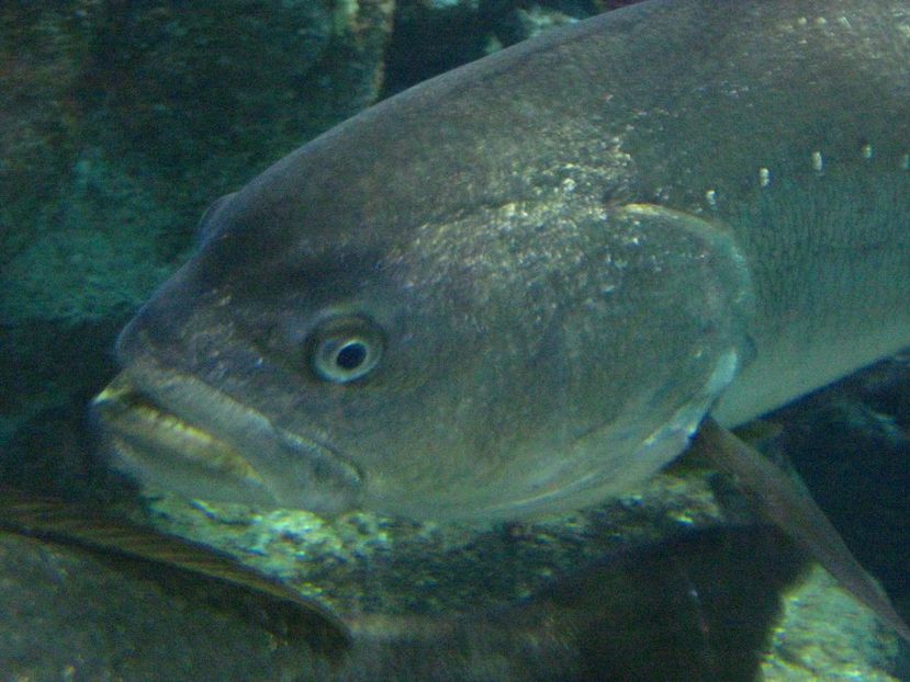 Picture 13535 - Barcelona Alex-John 2