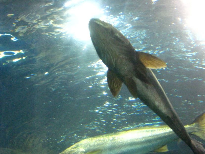 Picture 13536 - Barcelona Alex-John 2