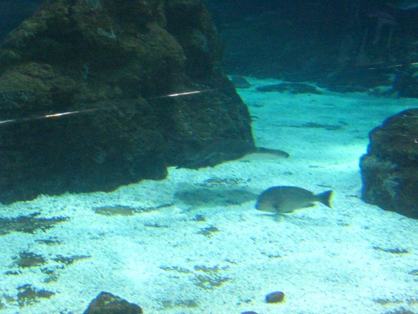 Picture 13540 - Barcelona Alex-John 2