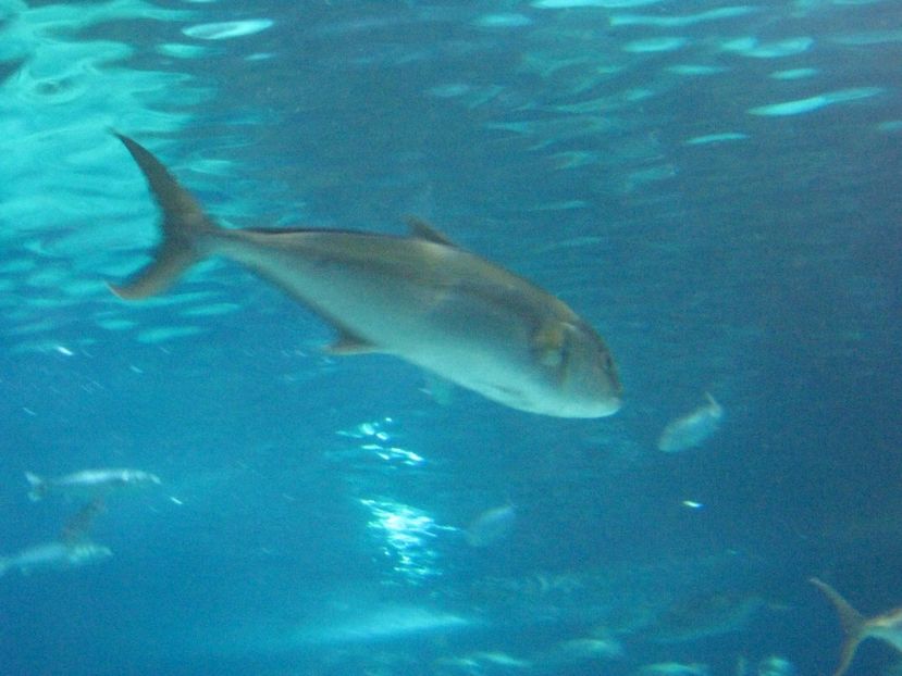 Picture 13541 - Barcelona Alex-John 2