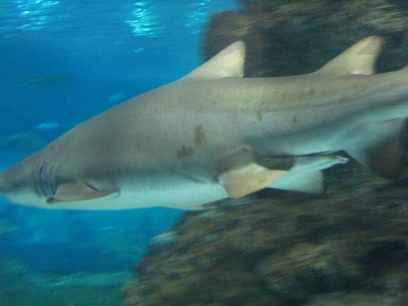 Picture 13544 - Barcelona Alex-John 2