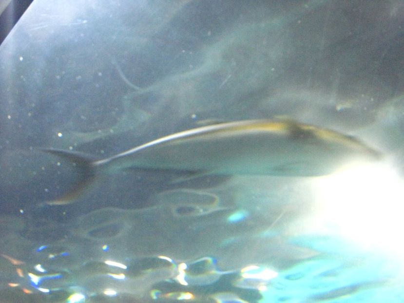 Picture 13545 - Barcelona Alex-John 2