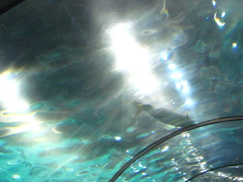 Picture 13546 - Barcelona Alex-John 2