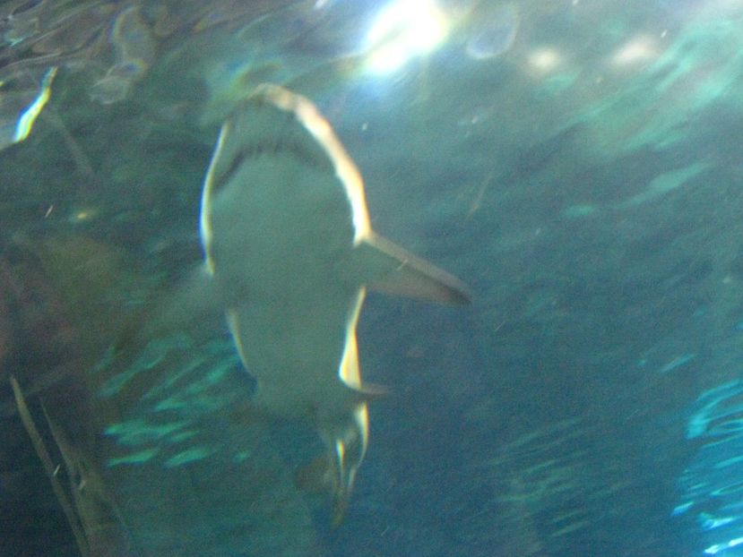 Picture 13547 - Barcelona Alex-John 2