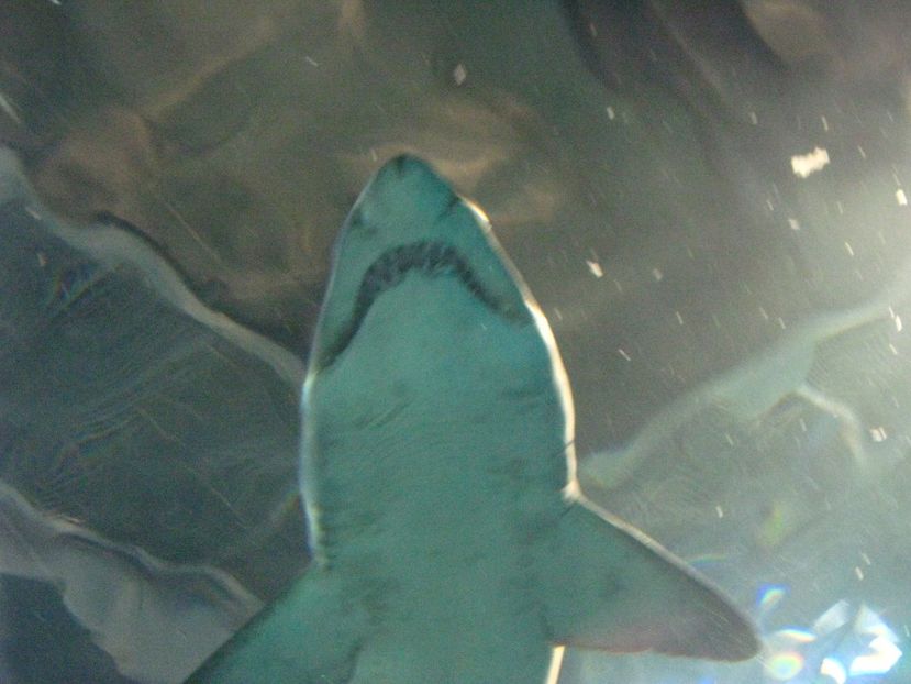 Picture 13548 - Barcelona Alex-John 2