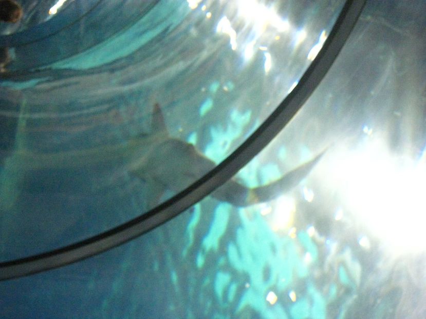 Picture 13549 - Barcelona Alex-John 2